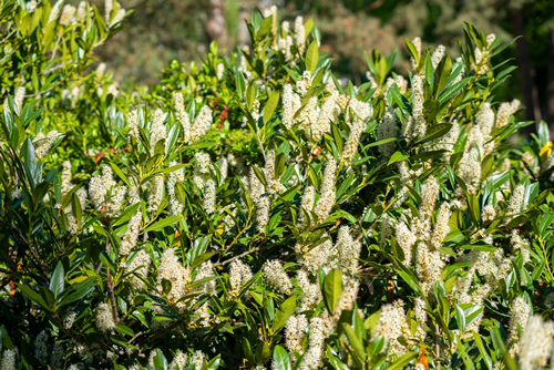Bay tree with blossom flowers on spring time. Laurus nobilis.